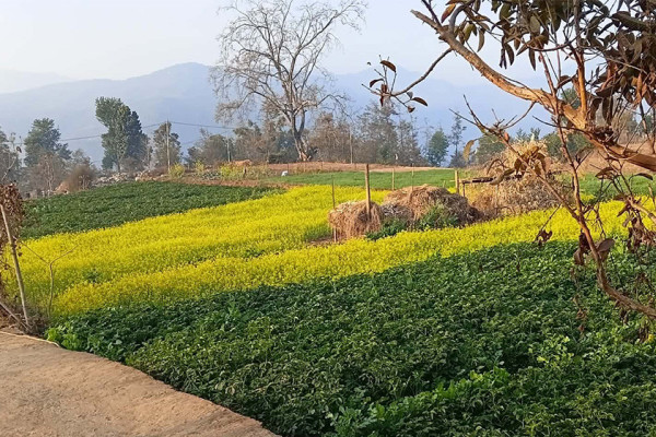 कोदारमा नगदेबालीतर्फ किसानको आकर्षण बढ्दो